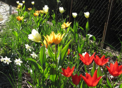 IMG_7567_Tulpenbluete_21April2016_.jpg