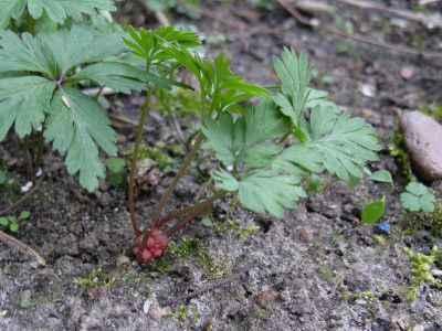 Dicentra cuccularia Slg (Kopie).jpg