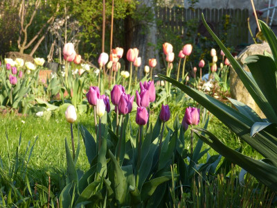 2016-04-21 Tulpen 1.jpg