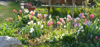 2016-04-21 Tulpen 2.jpg