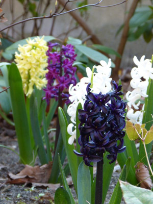 2016-04-21 Hyacinthus.jpg