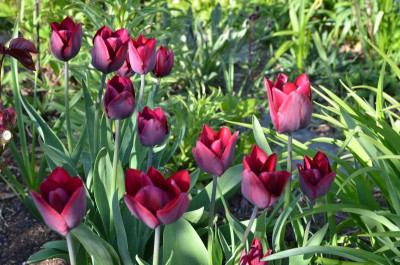 Tulipa-Havran.16-1.jpg