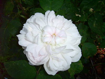 whitejaquescartier10.jpg