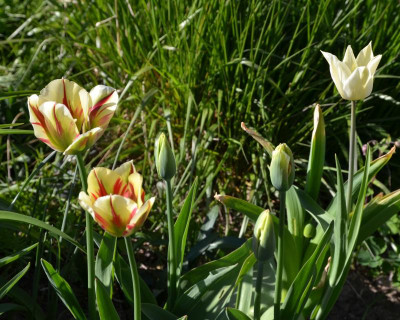 Tulipa_viridiflora_FlamingSpringgreen.16-1.jpg