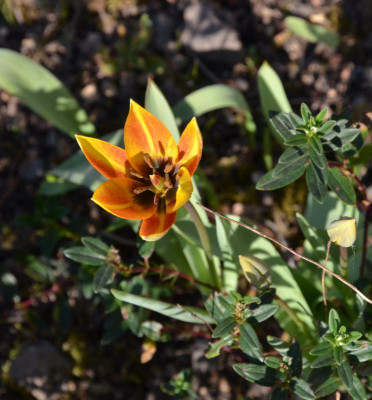 Tulipa_whittallii.16-1.jpg
