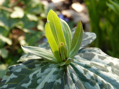 2016-04-21 Trillium.jpg