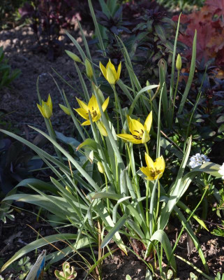 Tulipa_orphanidea_flava.16-1.jpg