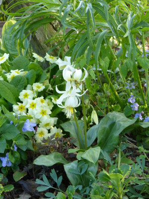 2016-04-21 Erythronium 'White Beauty'.jpg