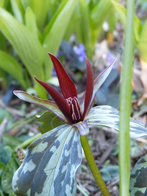2016-04-21 Trillium sessile.jpg