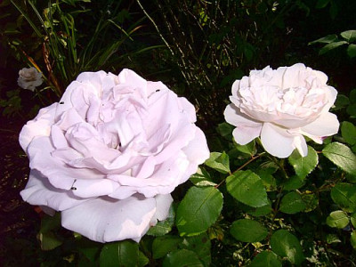 rosasportundtardegris.jpg