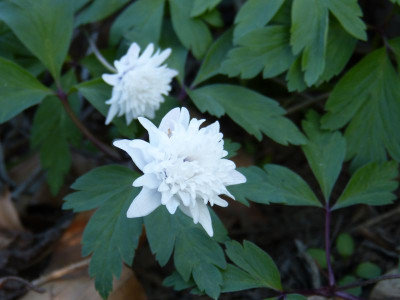 2016-04-21 Anemone nemorosa 'Blue Eyes'.jpg