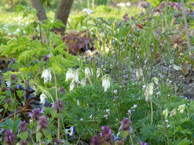 2016-04-21 Gartenimpressionen 1.jpg