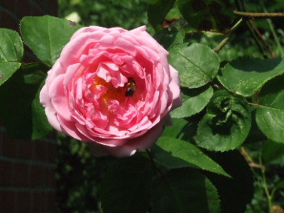 060619Constance0078.JPG