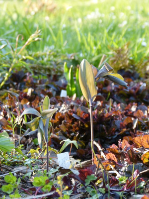 2016-04-21 Gartenimpressionen 2.jpg