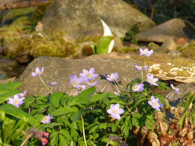 2016-04-21 Gartenimpressionen 4.jpg