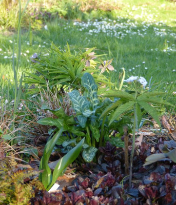 2016-04-21 Gartenimpressionen 6.jpg