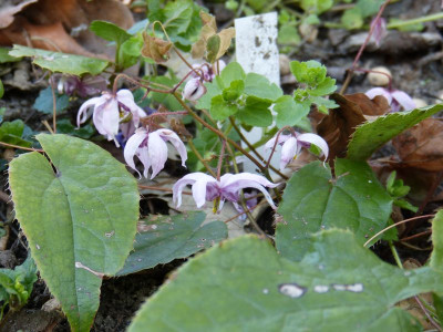 2016-04-21 Epimedium brachyrrhizum.jpg