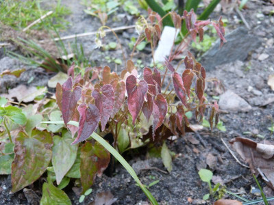 2016-04-21 Epimedium 'Creamsickle'.jpg