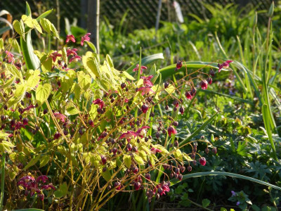 2016-04-21 Epimedium 'Galadriel'.jpg