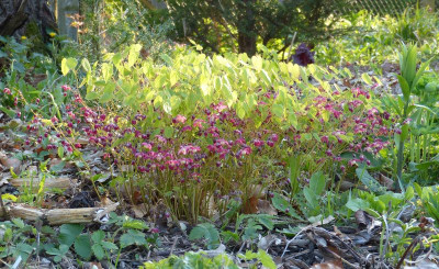 2016-04-21 Epimedium rubrum.jpg
