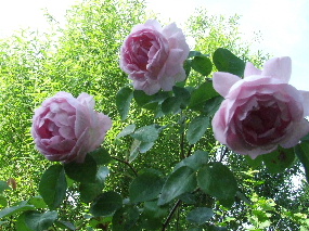 060630Constance0036.JPG
