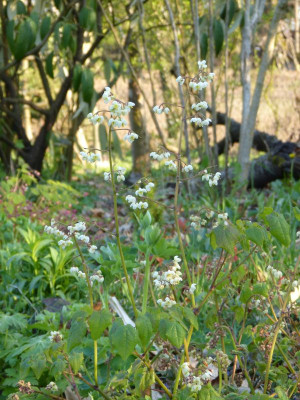 2016-04-21 Epimedium pubigerum.jpg