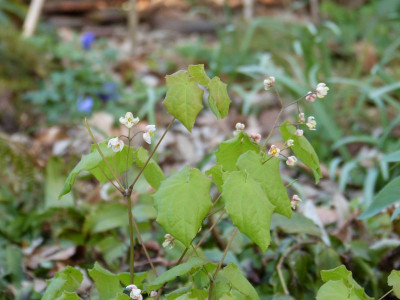 2016-04-21 Epimedium 'Perlsprudel'.jpg