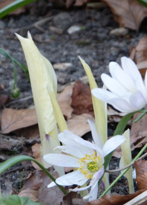 2016-04-21 Hosta 'White Feather'.jpg