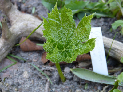 2016-04-21 Glaucidium palmatum.jpg