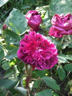 060630Deuil0028.JPG