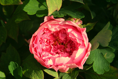 1-IMG_3465.JPG