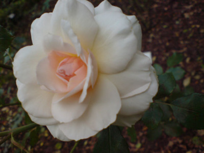 novesia_rosengarten_neuss.JPG