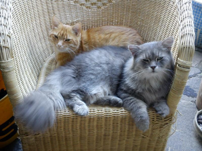 Kuschelkater.jpg