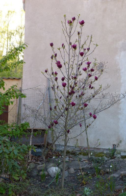 2016-04-21 Magnolia 'Genie'.jpg