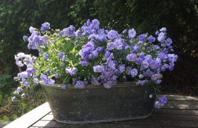 22042016 garten 1.jpg