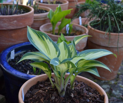 Hosta-TeachersPride.16-1.jpg