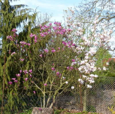 2016-04-21 Magnolia zweifarbig.jpg