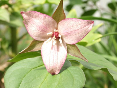 DSCF1452.JPG