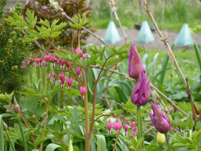 2016-04-23 Gartenimpressionen 1.jpg