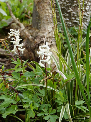 2016-04-23 Gartenimpressionen 3.jpg