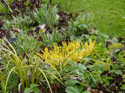 2016-04-23 Gartenimpressionen 4.jpg