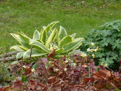 2016-04-23 Gartenimpressionen 5.jpg