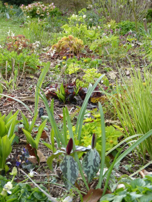 2016-04-23 Gartenimpressionen 7.jpg