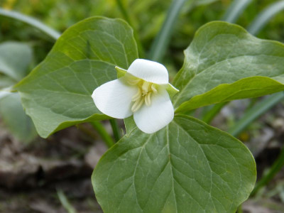 2016-04-23 Trillium flexipes.jpg