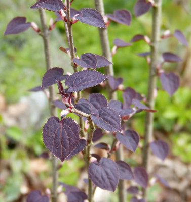 2016-04-23 Cercidiphyllum 'Rotfuchs'.jpg