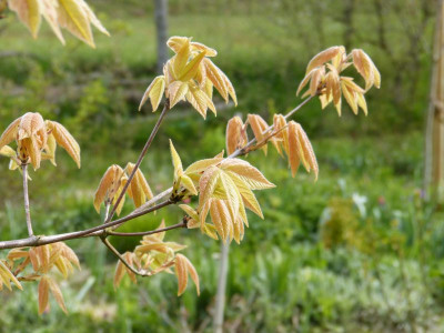 2016-04-23 Acer triflorum.jpg
