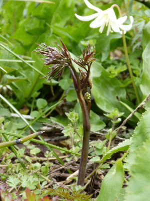 2016-04-23 Actaea pachypoda.jpg