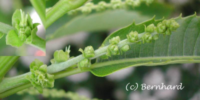 castanea_sativa_weibliche_b.jpg