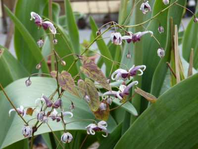 2016-04-23 Epimedium omeiense.jpg
