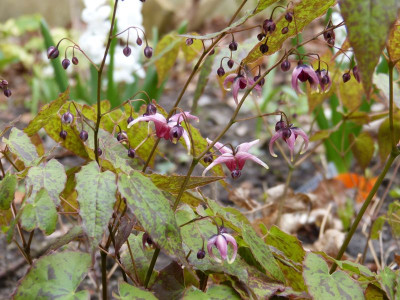 2016-04-23 Epimedium 'Pink Champagne'.jpg
